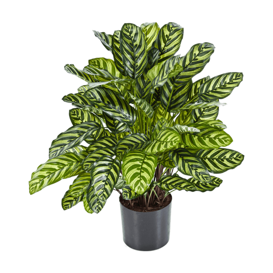 Calathea zebralevél műnövény 80 cm magas csíkos zöld levelekkel szürke kaspóban
