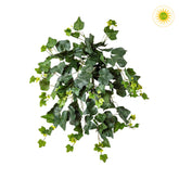 48 cm hosszú, UV-álló, élethű borostyán csüngő műnövény a Hedera kollekcióból.