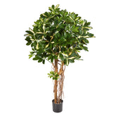 Élethű megjelenésű, dús lombozatú, mű sugárarália fa valódi fából készült törzzsel