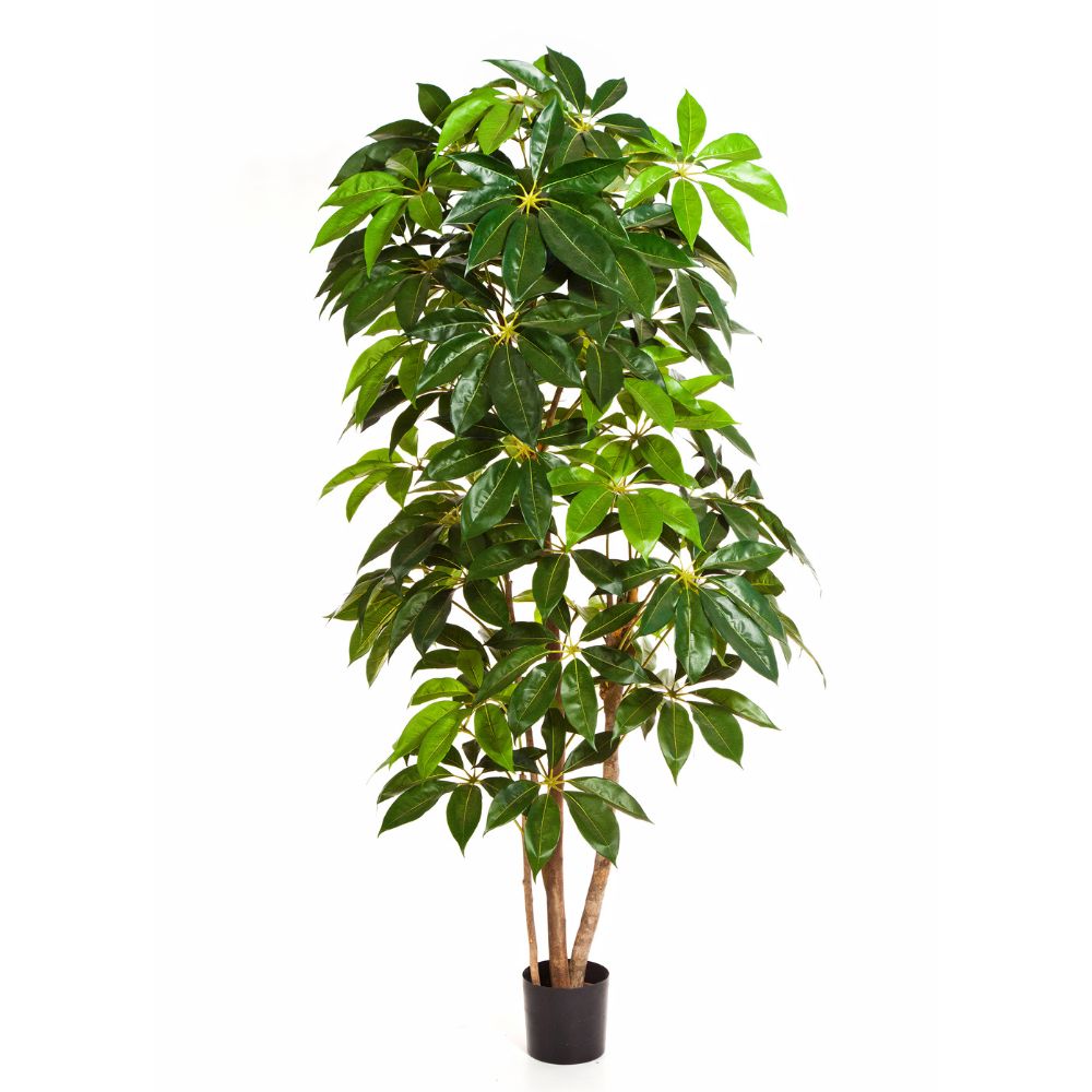 Nagyméretű, élethű, mesterséges sugárarália cserje fekete színű, műanyag kaspóban.