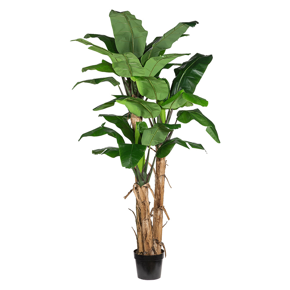 Óriás, 280 cm magas mű banánfa három törzzsel, fekete kaspóban