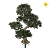 UV-álló mű cédrus bonsai fa betűzős kivitelben – 65 cm magas bonsai dekoráció.