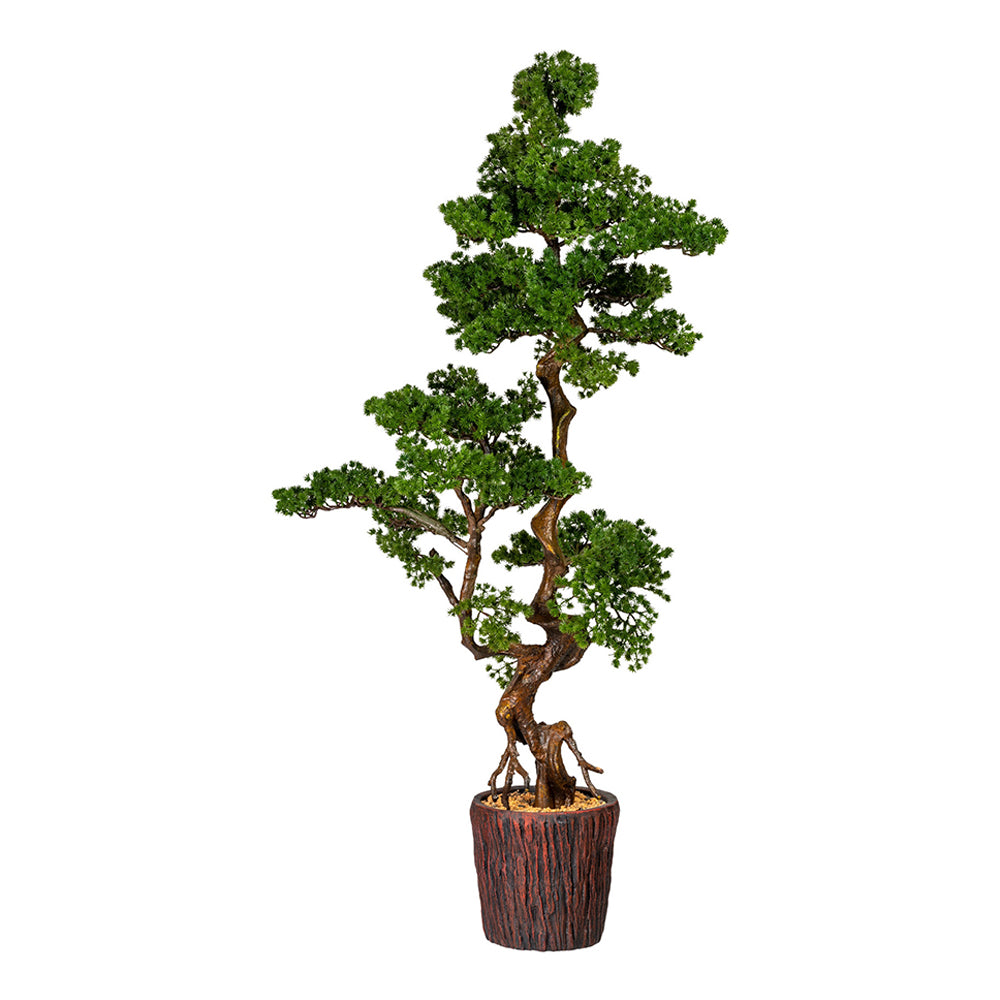 Mű vörösfenyő bonsai fa.