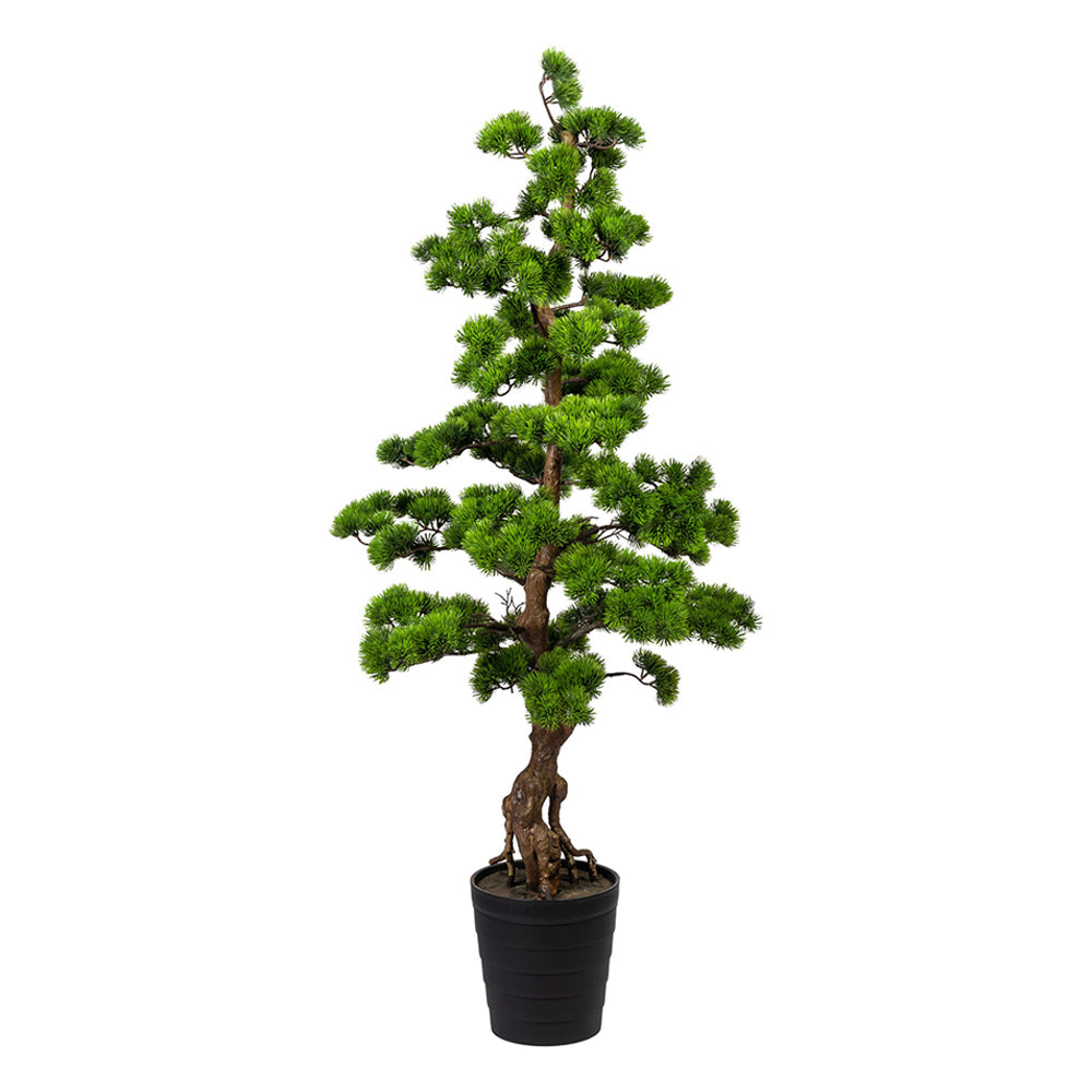 Zöld mű bonsai fenyő fekete kaspóban.