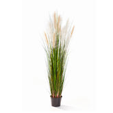 CALAMAGROSTIS mű nádsás 150 cm magas díszfű krémszínű tollas virágzatokkal, natúr zöld levelekkel.