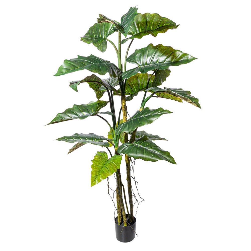 COLOCASIA zöld mű táró bokor 180 cm magas, fekete kaspóban, részletgazdag levelekkel