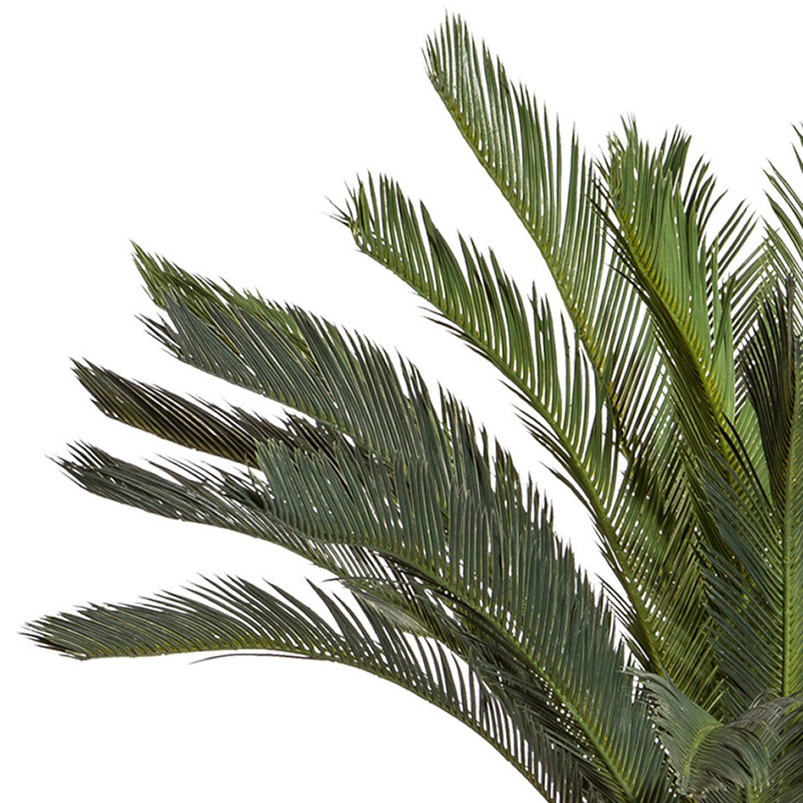 CYCAS REVOLUTA óriás mű cikász pálma részletgazdag, sötétzöld levelekkel