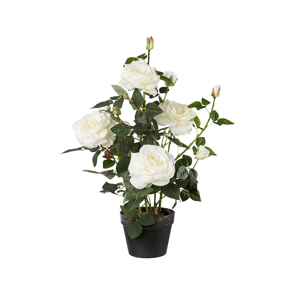 Fehér színű, élethű megjelenésű, mű rózsabokor, fekete műanyag cserépben.