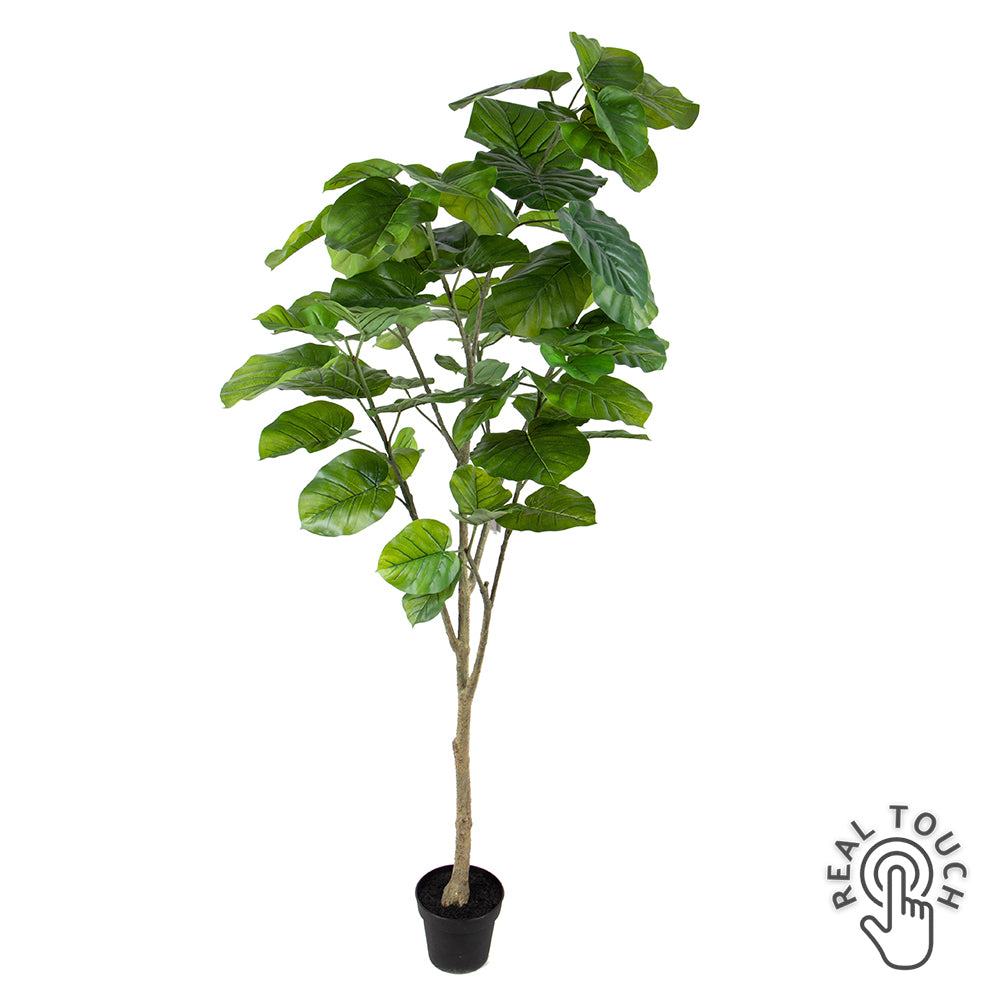 200 cm magas mű lantlevelű fikusz Real Touch levelekkel, fekete kaspóban.