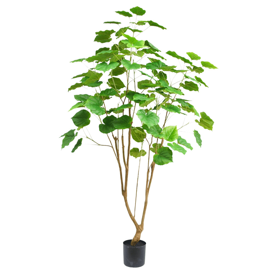 FICUS 180 cm magas zöld mű fikusz fa széles lombkoronával, barnás elágazó törzsekkel és fekete alappal, fehér háttér előtt.