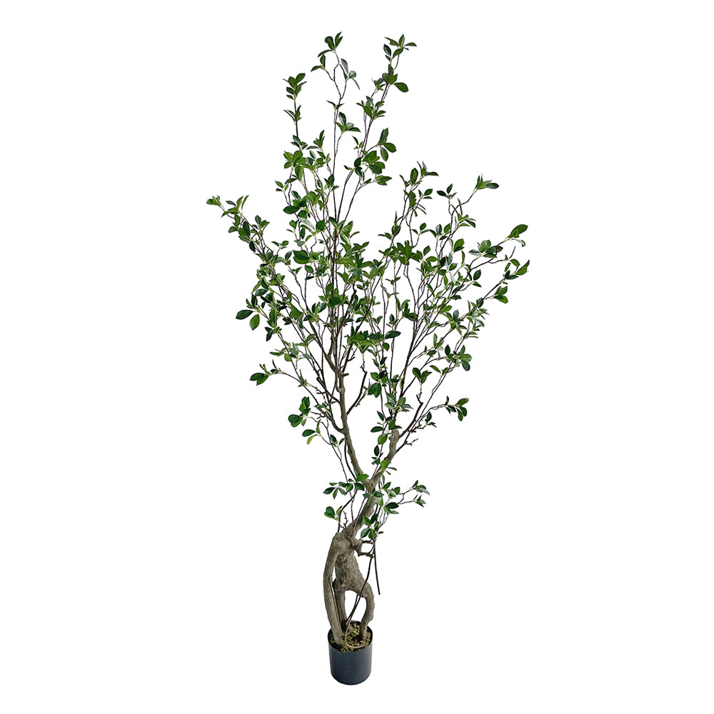 Friss üde zöld lombozatú, mű fikusz cserje műanyag kaspóban.