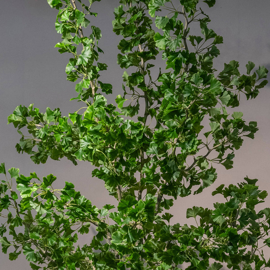 Ginkgo Biloba műfa részletgazdag zöld levelei természetes megjelenéssel