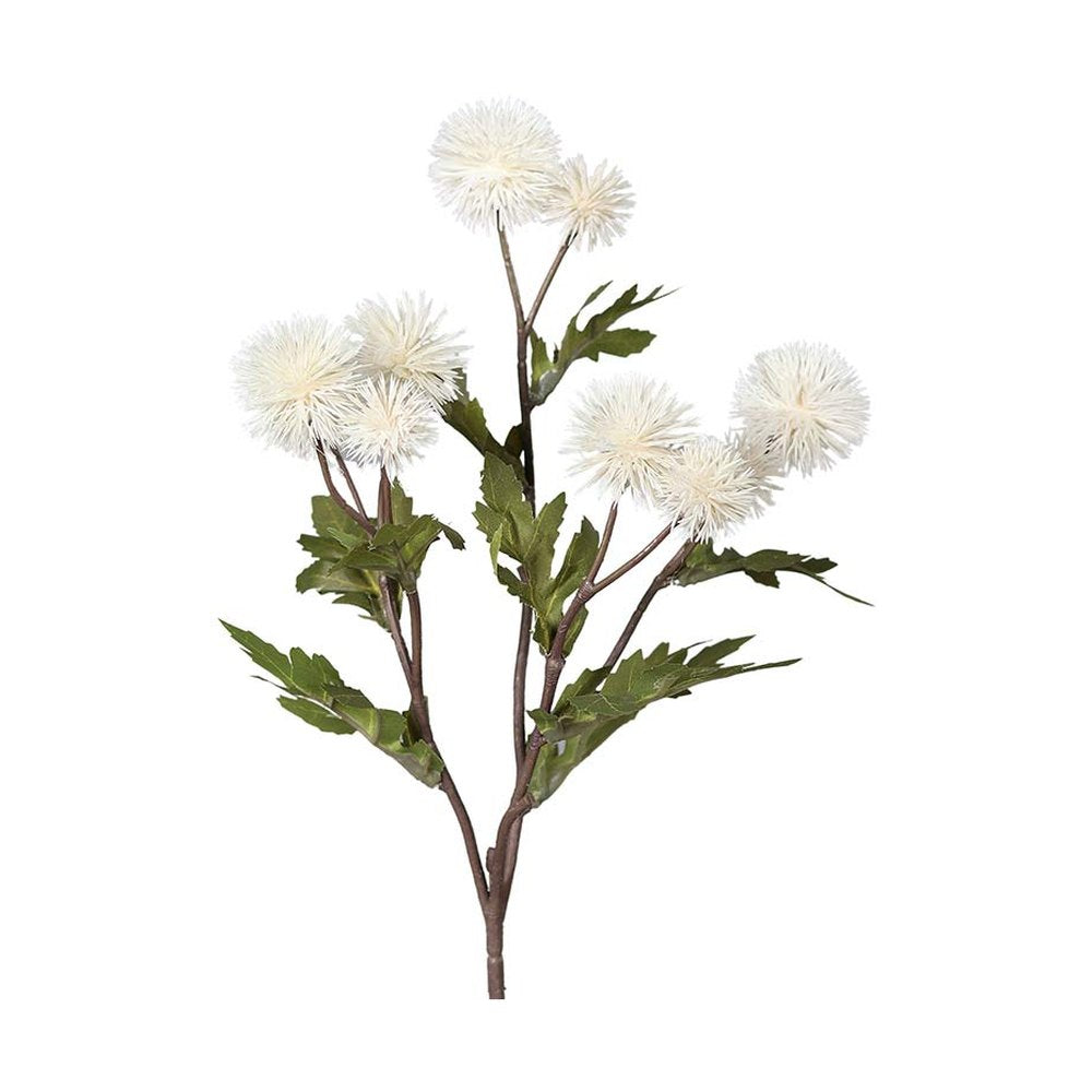 Krém színárnyalatú bogáncs művirág.