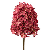 Bugás hortenzia művirág fáradt bordó árnyalatban, fehér háttérrel, részletgazdag szirmokkal