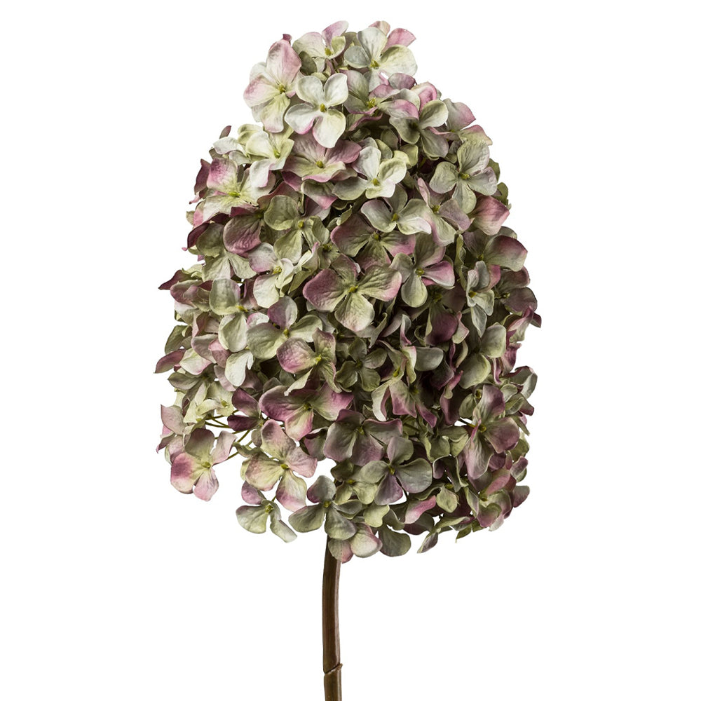 Hortenzia művirág fáradt mályva árnyalatban, fehér háttérrel, dús bugás virágfejjel