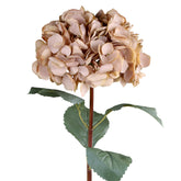 Fáradt púder színű mű hortenzia ág zöld levelekkel, fehér háttér előtt