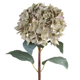 Gömb formájú fáradtzöld mű hortenzia ág részletgazdag szirmokkal, fehér háttér előtt.