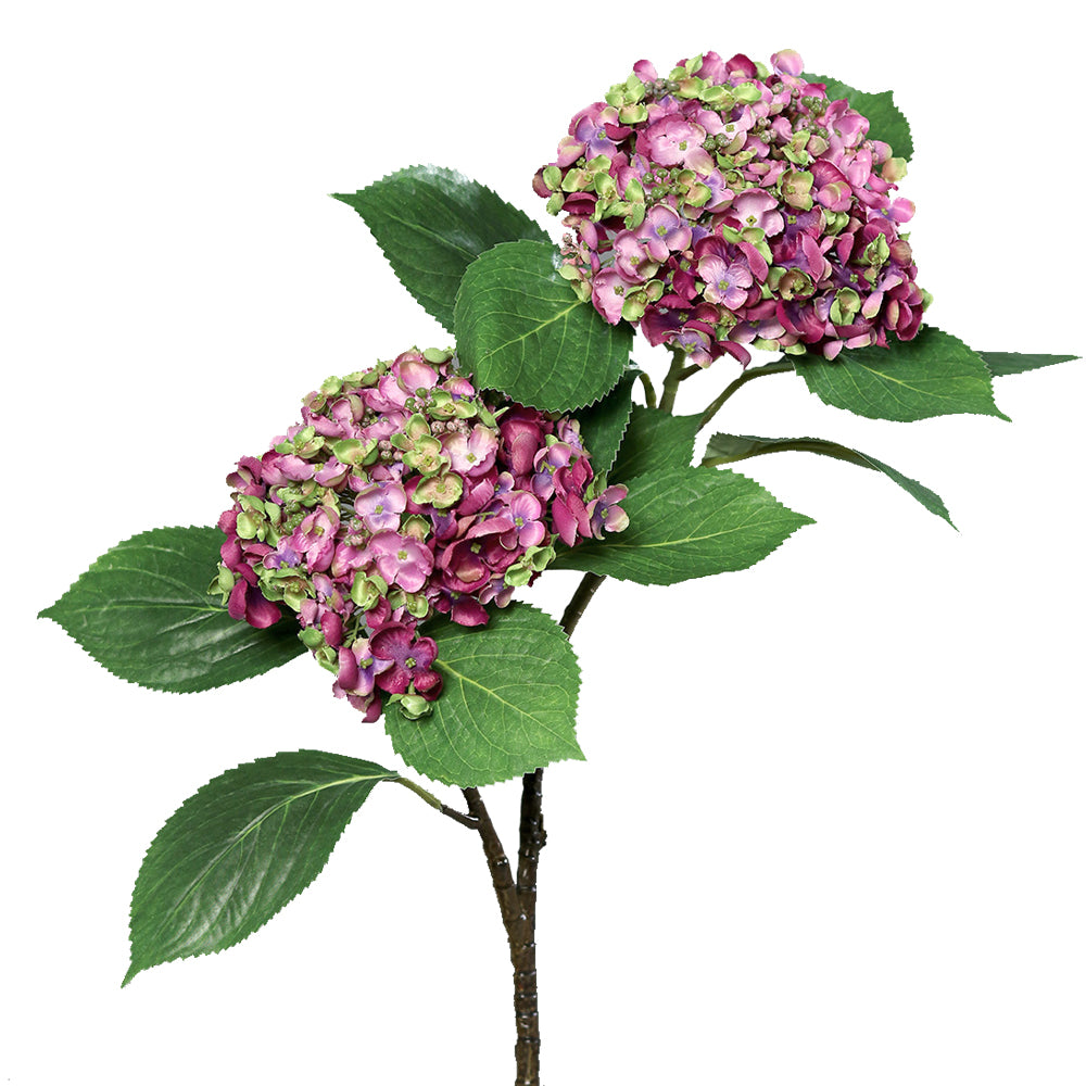 Lila és zöld árnyalatú mű hortenzia ág két gömb alakú virágfejjel, fehér háttér előtt