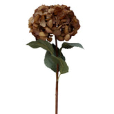 Gömb formájú, mokkaszínű mű hortenzia ág zöld levelekkel, fehér háttér előtt.