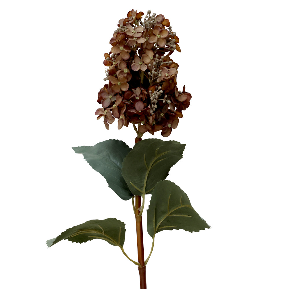 Mokkaszínű, bugás mű hortenzia ág zöld levelekkel, fehér háttér előtt.