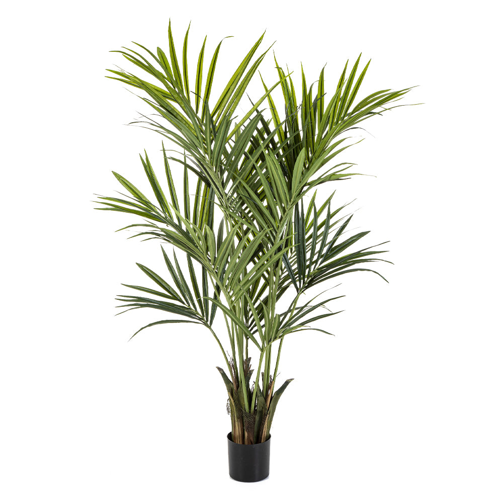 KENTIA zöld mű kencia pálma 172 cm fekete kaspóban.