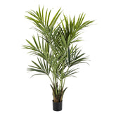 KENTIA zöld mű kencia pálma 172 cm fekete kaspóban.