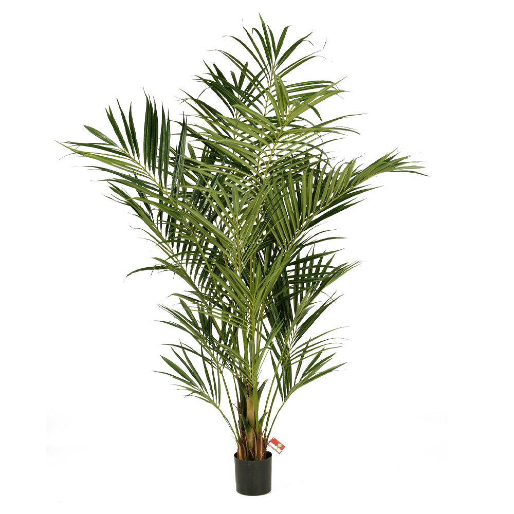 KENTIA óriás zöld mű kencia pálma 225 cm fekete kaspóban.