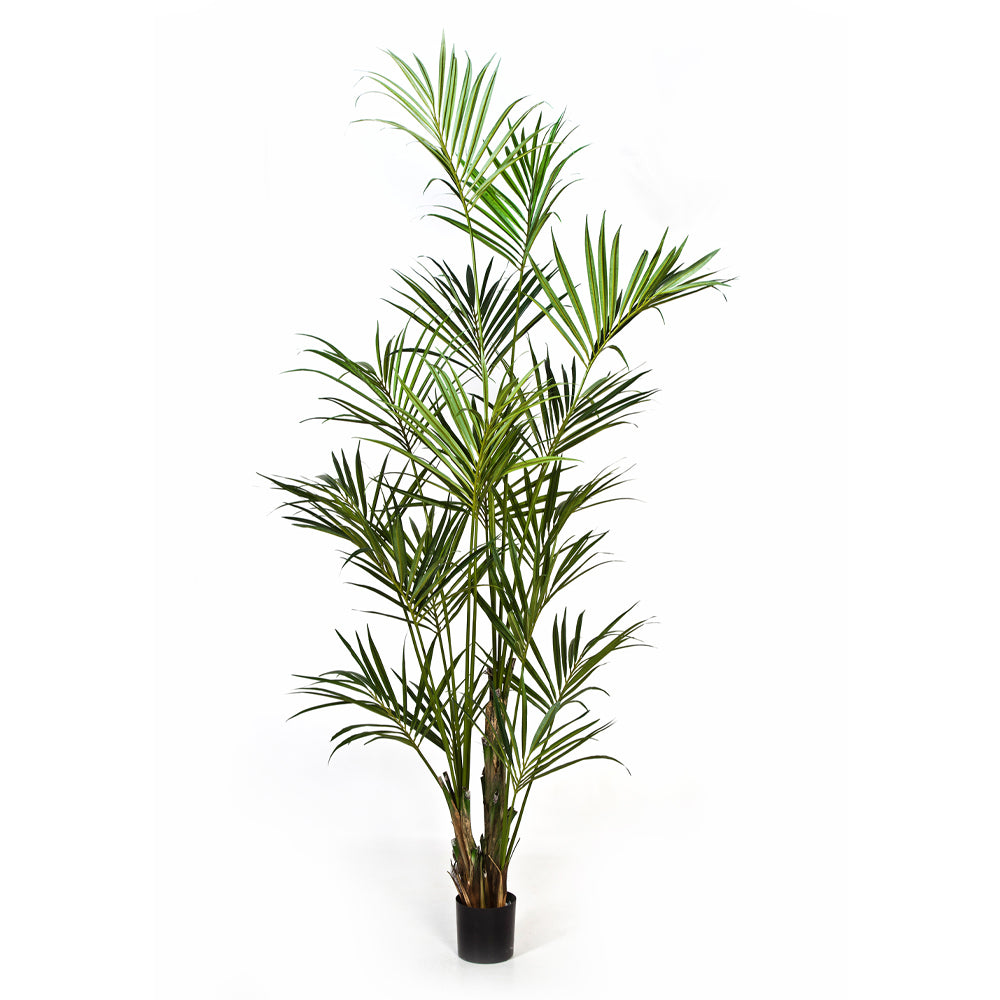 Élethű óriás kencia pálma műnövény 260 cm magas, fekete kaspóban.