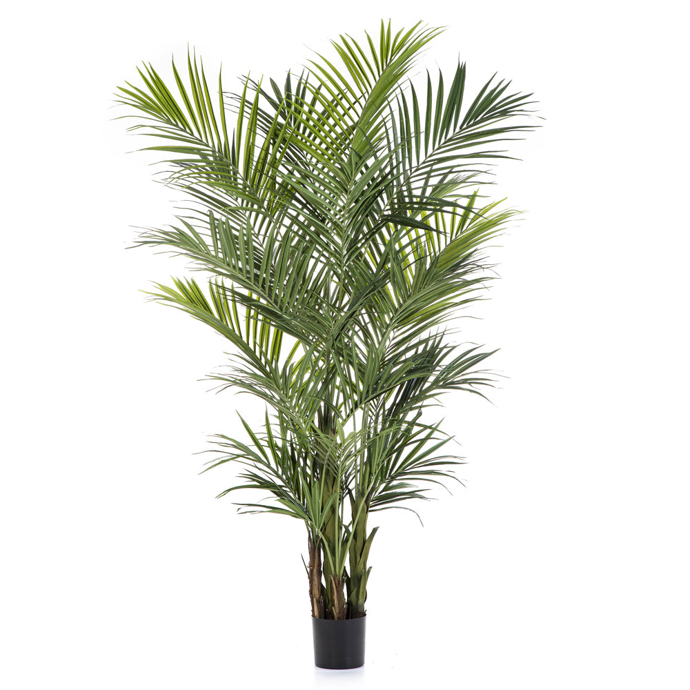 KENTIA óriás zöld mű kencia pálma 260 cm fekete kaspóban.