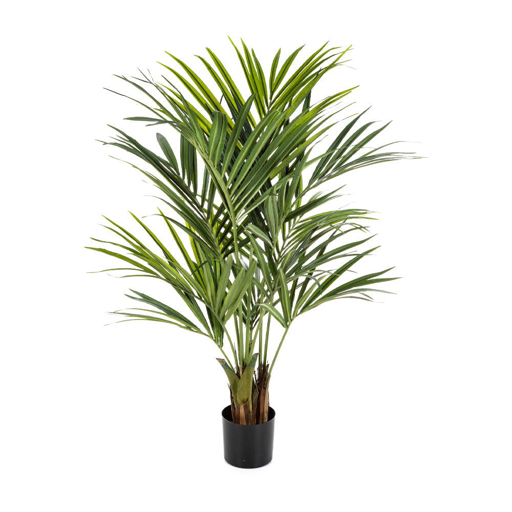 KENTIA zöld mű kencia pálma 140 cm fekete kaspóban.