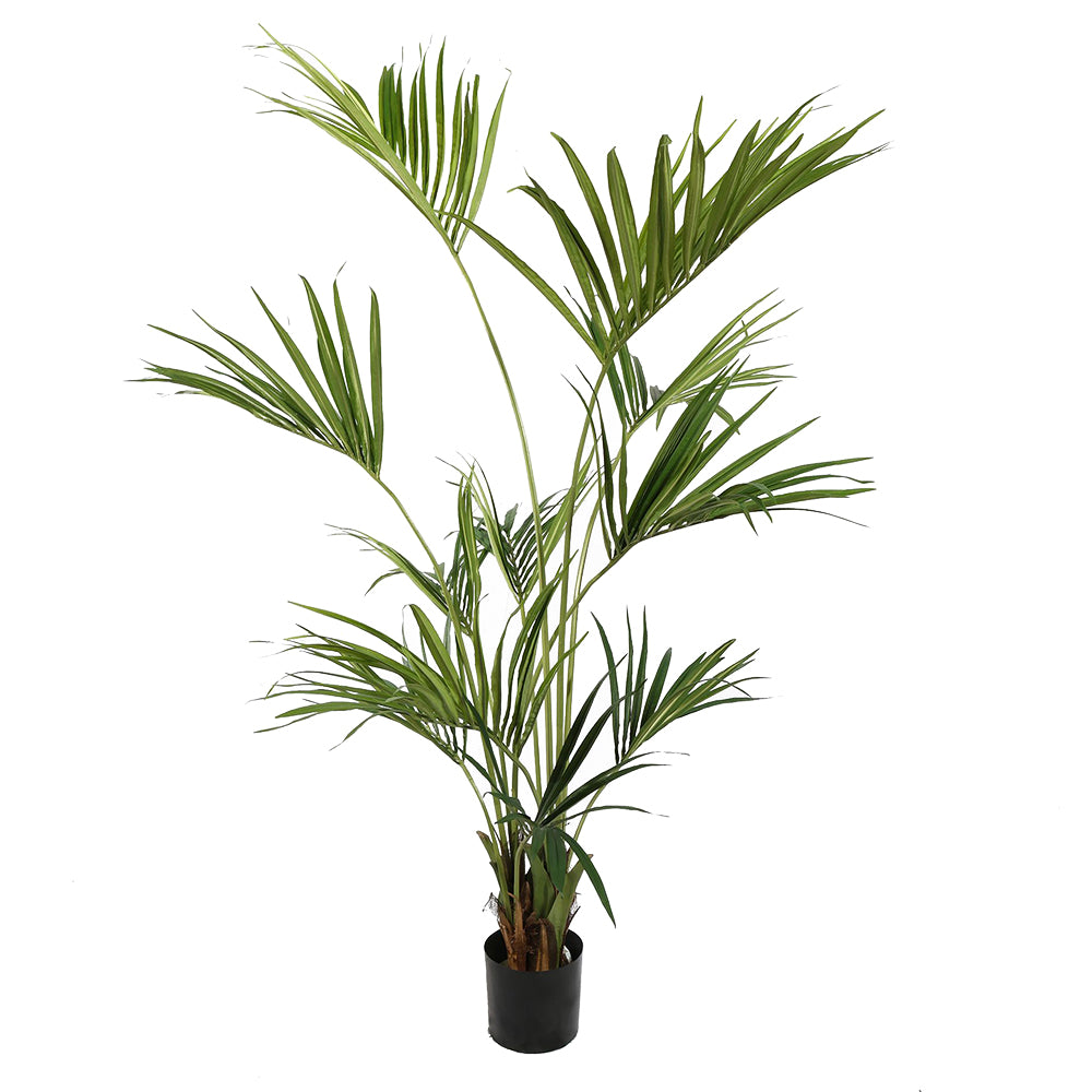 Kentia zöld mű kencia pálma 180 cm fekete kaspóban, teljes növény fotó