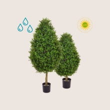 Kültéri Műnövények