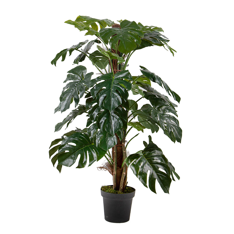 136 cm magas mű könnyezőpálma (Monstera) fekete cserépben, élethű levelekkel.