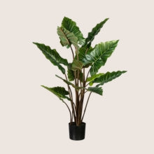 Mű Alokázia és Kolokázia