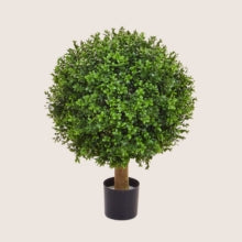 Mű Buxus