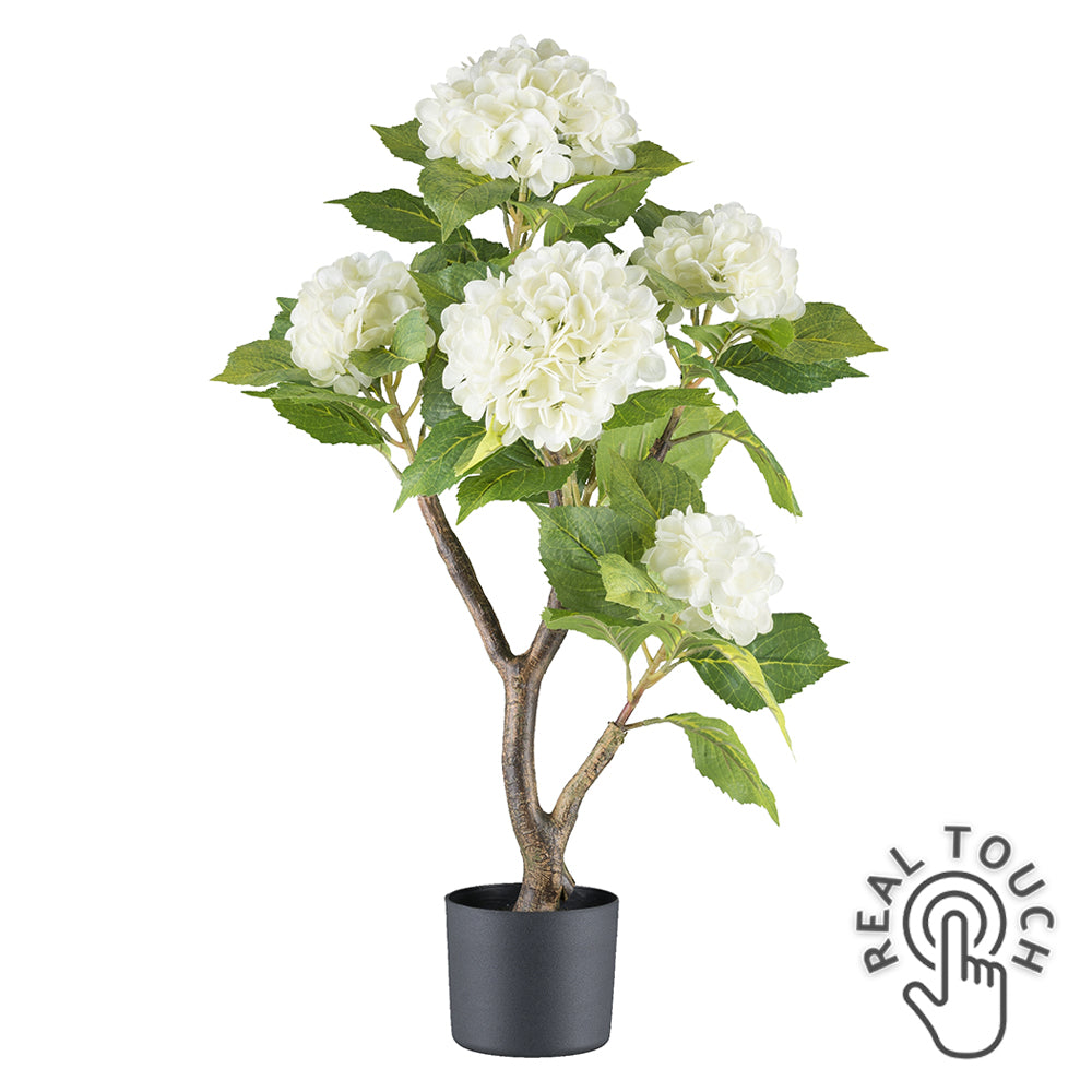 Krémszínű mű hortenzia bokor.