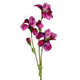 Fuksziaszínű, mű írisz virág.