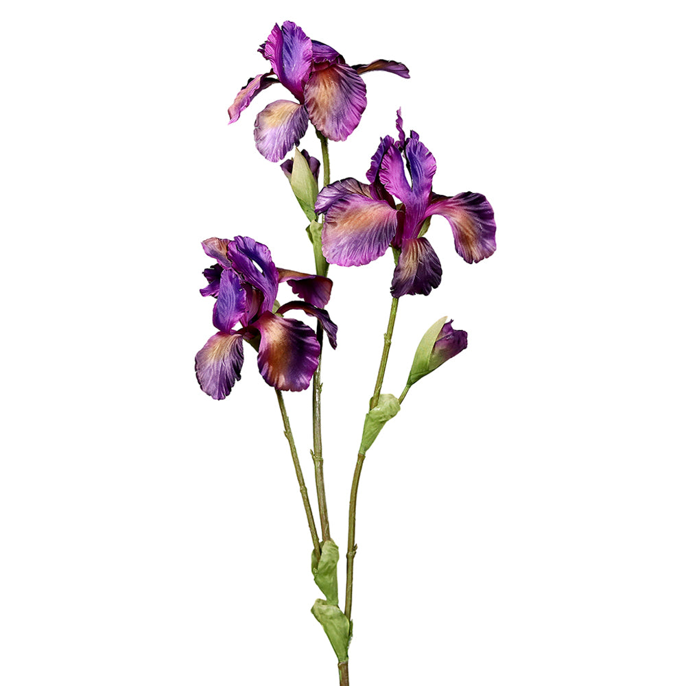 Lila színű, mű írisz virág.