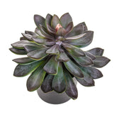 Lilászöld színű, vastag levélzettel kialakított mű kövirózsa, fekete színű műanyag cserépben.