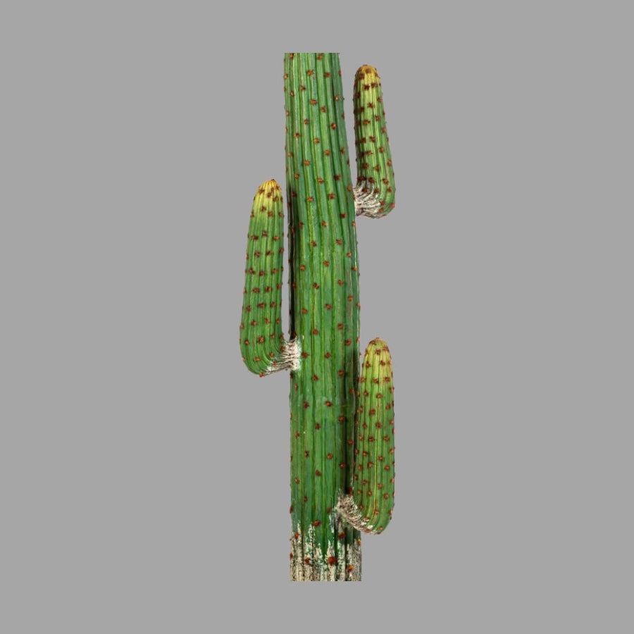 Green 170 cm artificial cactus with aging trunk and several arms in a black plastic pot from the Cactus collection