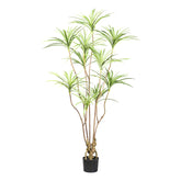 Mű sárkányfa, fekete színű műanyag cserépben.