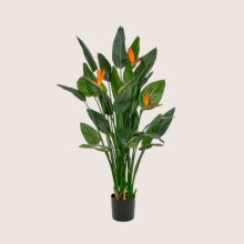 Mű Strelitzia