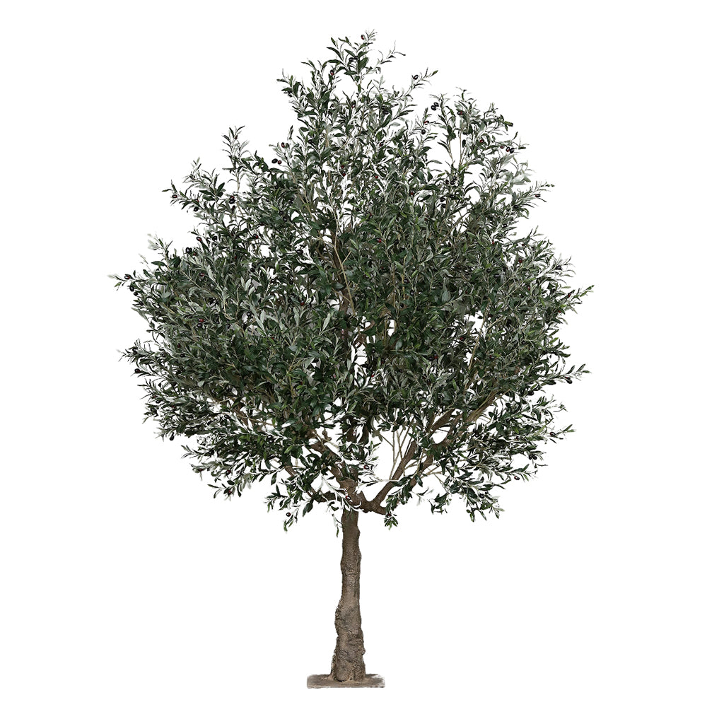 Extra dús lombkoronával kialakított mű olajfa.