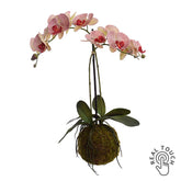 Mohalabdás cirmos mű orchidea 70 cm magas, burgundi-zöld virágokkal