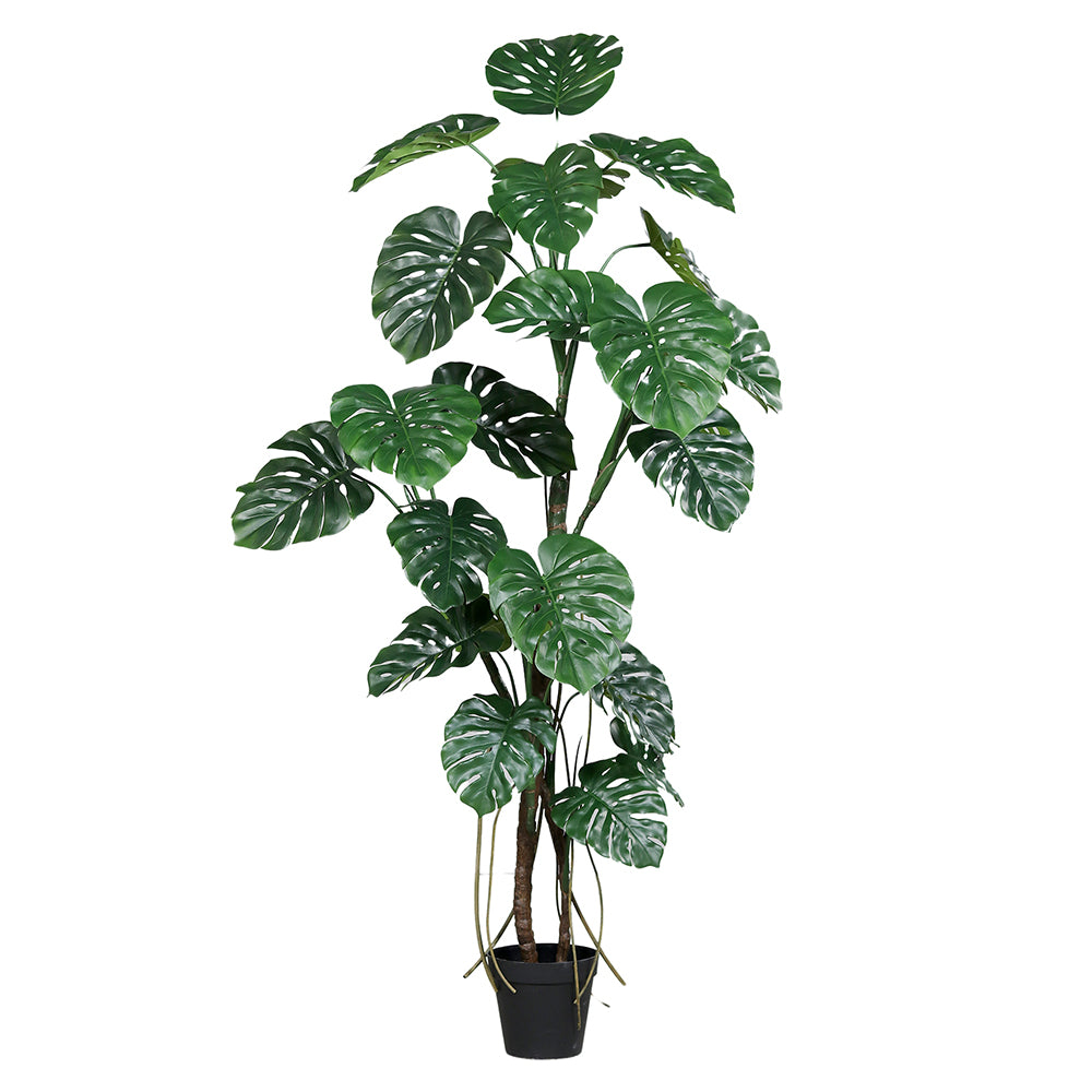 Mű filodendron növény, fekete műanyag cserépben.