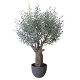 Extra dús levelű mű olívafa.