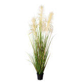 PAMPAS krém mű pampafű bokor 130 cm fekete cserépben