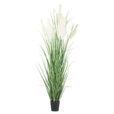 PAMPAS óriás krém mű pampafű bokor 270 cm fekete cserépben