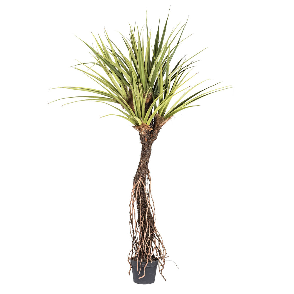 PANDANUS TECTORIUS óriás mű illatos csavarpálma 270 cm teljes növény fekete kaspóban