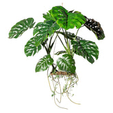 Függeszthető 100 cm magas mű filodendron kompozíció élethű levelekkel és légzőgyökerekkel.